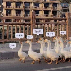 用户发起投诉