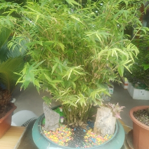 用户发起投诉