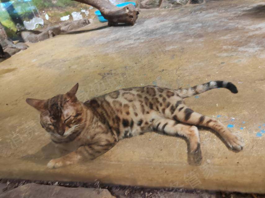 zoolung动物主题公园虚假宣传