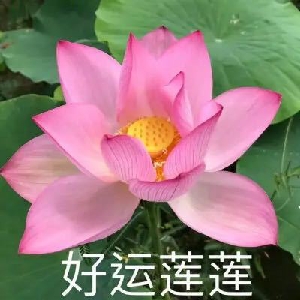 用户发起投诉