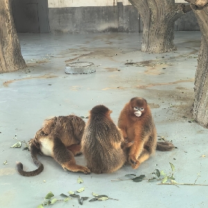 用户发起投诉