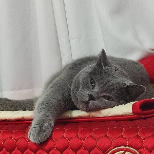 用户发起投诉