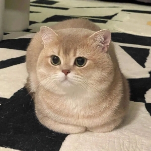 用户评价