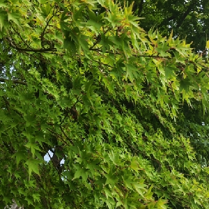 用户发起投诉