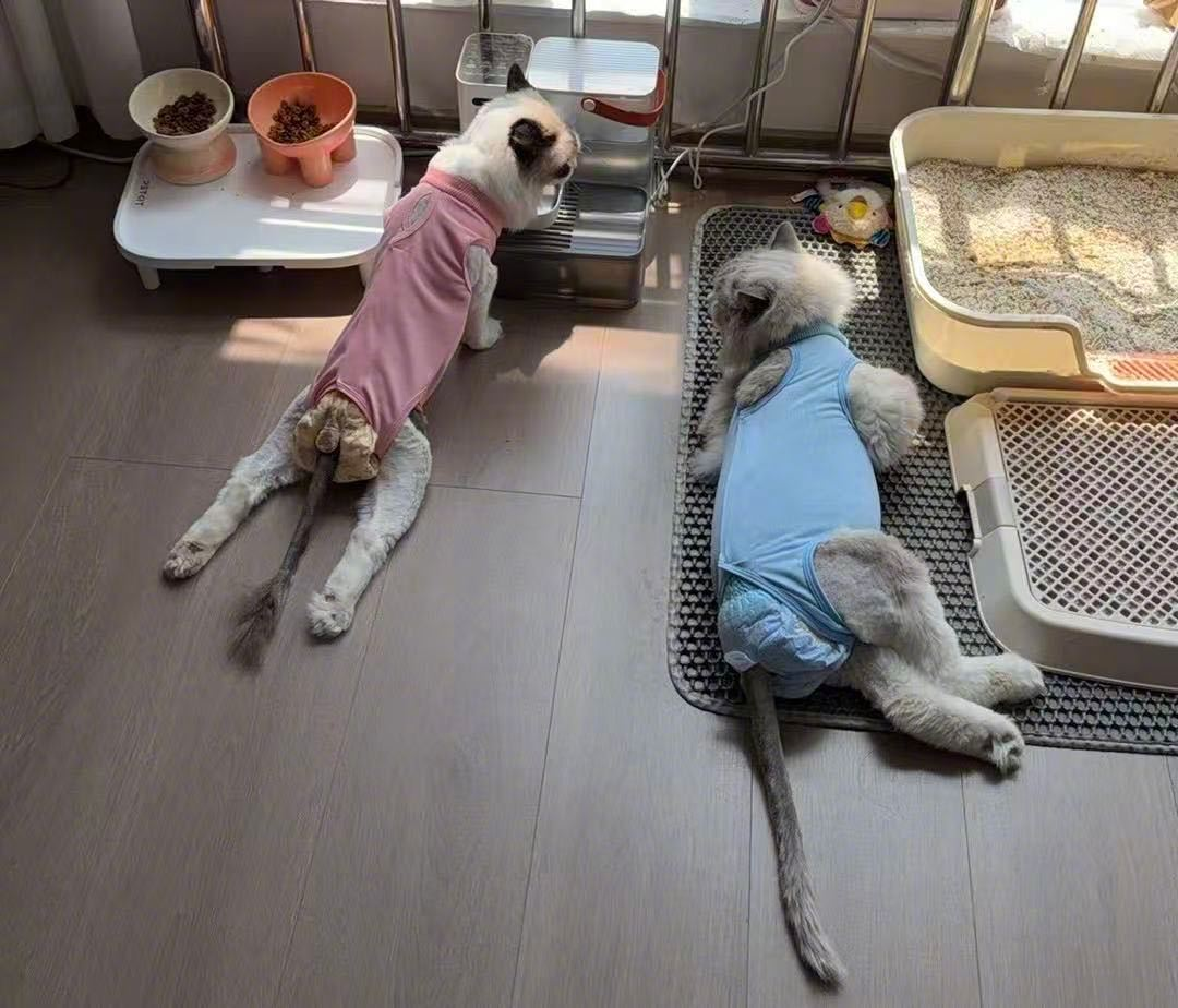 猫粮